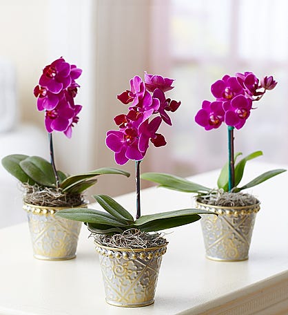 Mini Purple Phalaenopsis Orchid in Tin
